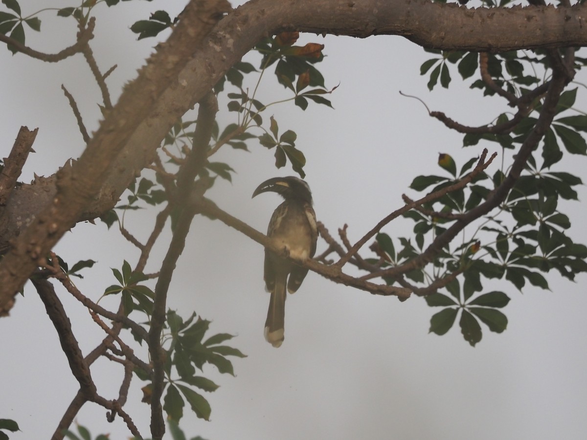 African Gray Hornbill - Guillermo Parral Aguilar