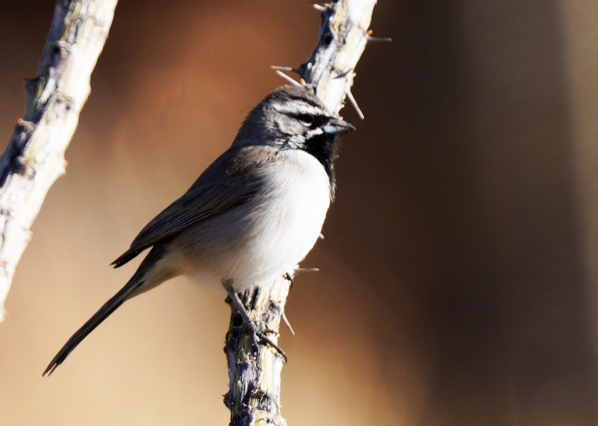 Black-throated Sparrow - ML612676215