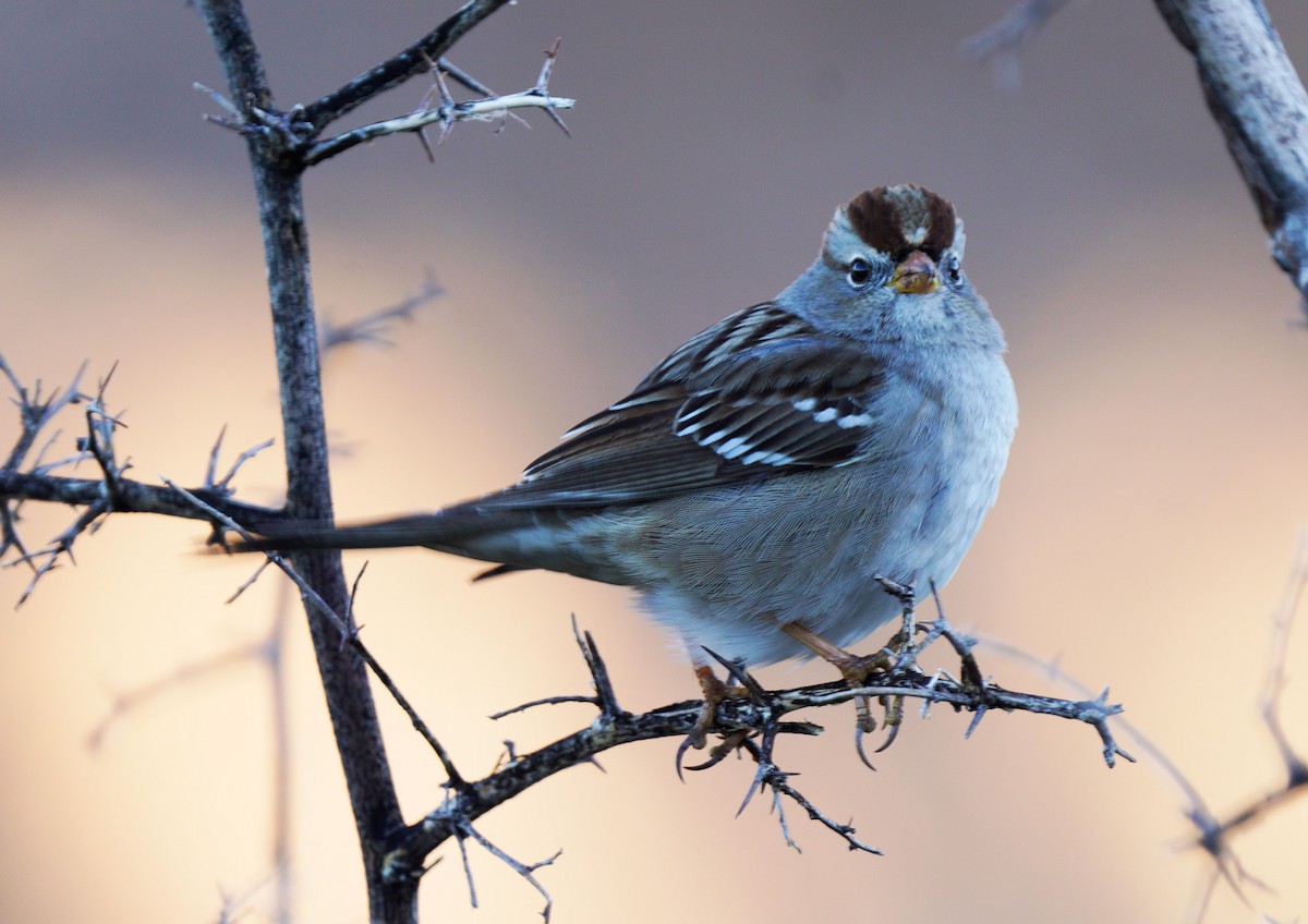 White-crowned Sparrow - ML612676218