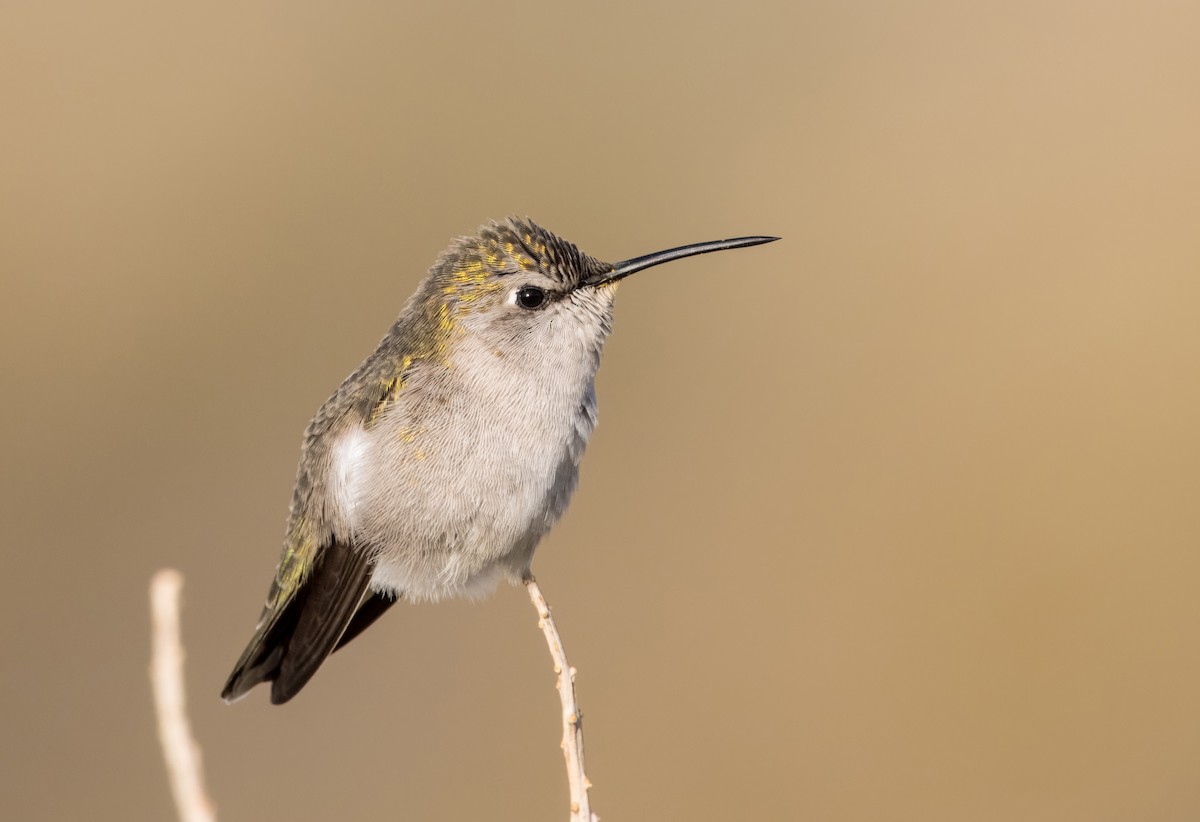 Costa's Hummingbird - ML612676814
