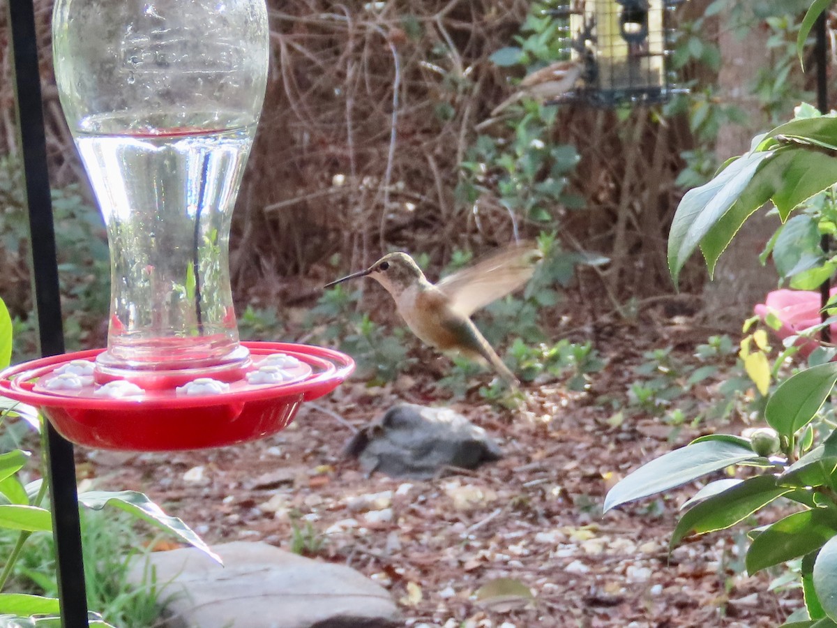 Rufous Hummingbird - ML612676912