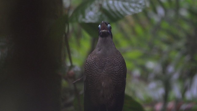 Sumatran Ground-Cuckoo - ML612677156