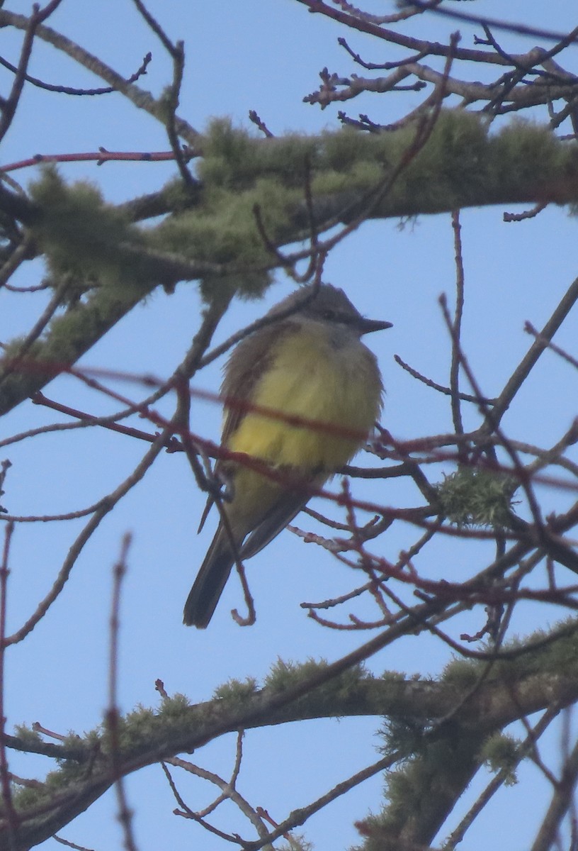 eBird Checklist 26 Dec 2023 Cape Cod National SeashoreSalt Pond
