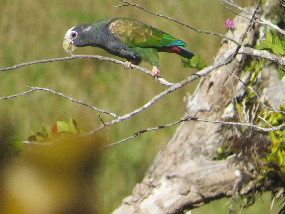 White-crowned Parrot - ML612677713