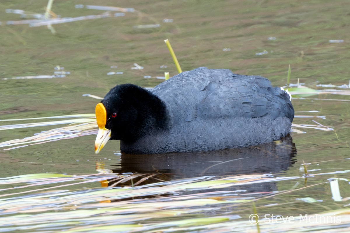 White-winged Coot - ML612678223