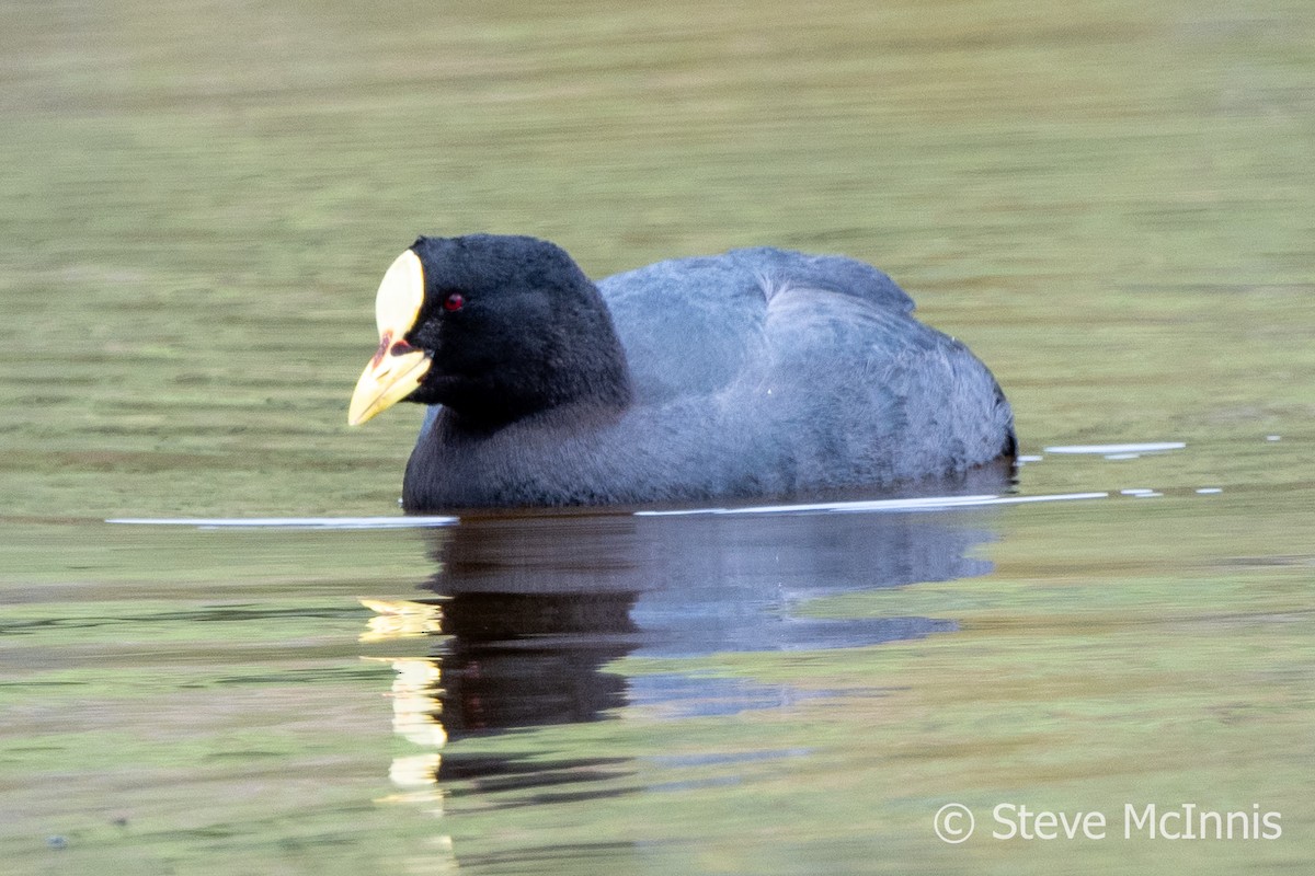 Red-gartered Coot - ML612678264