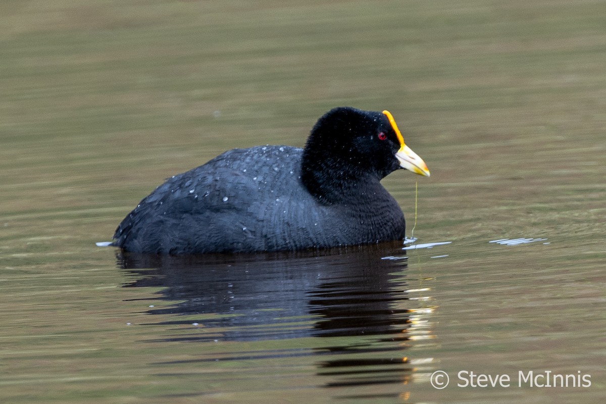 White-winged Coot - ML612678281
