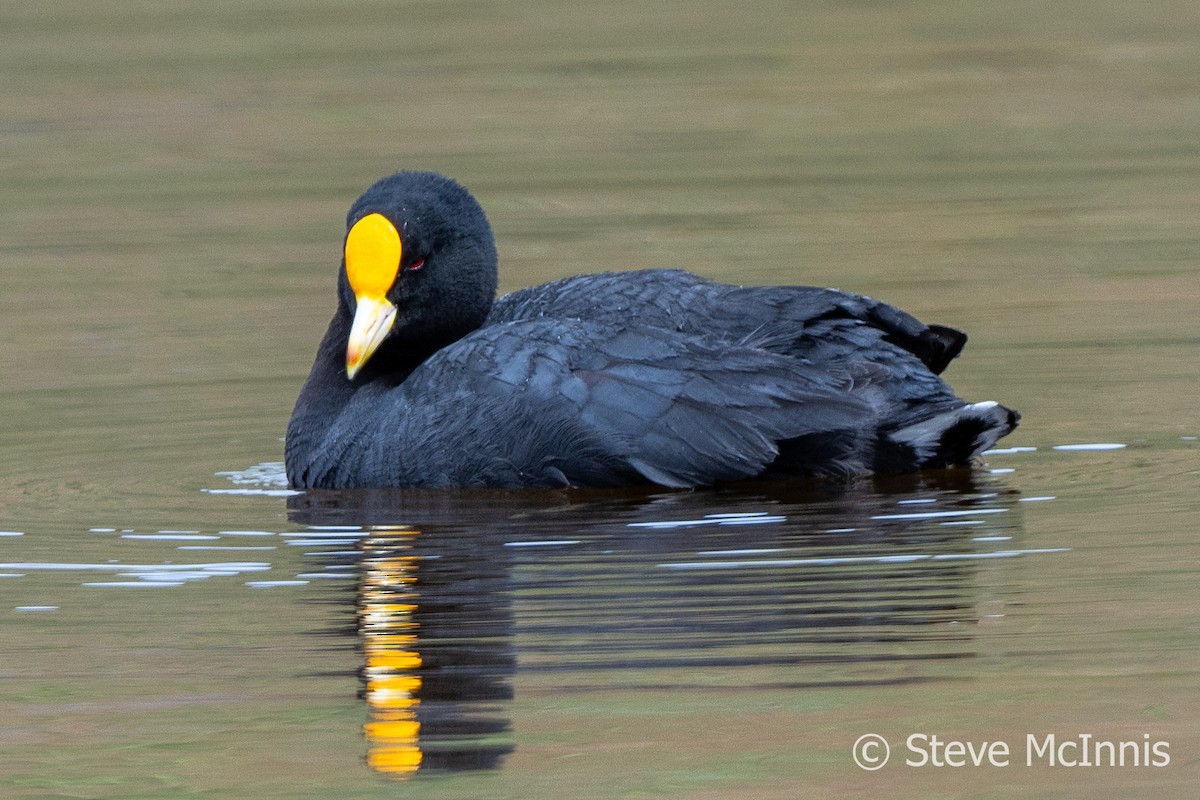 White-winged Coot - ML612678282