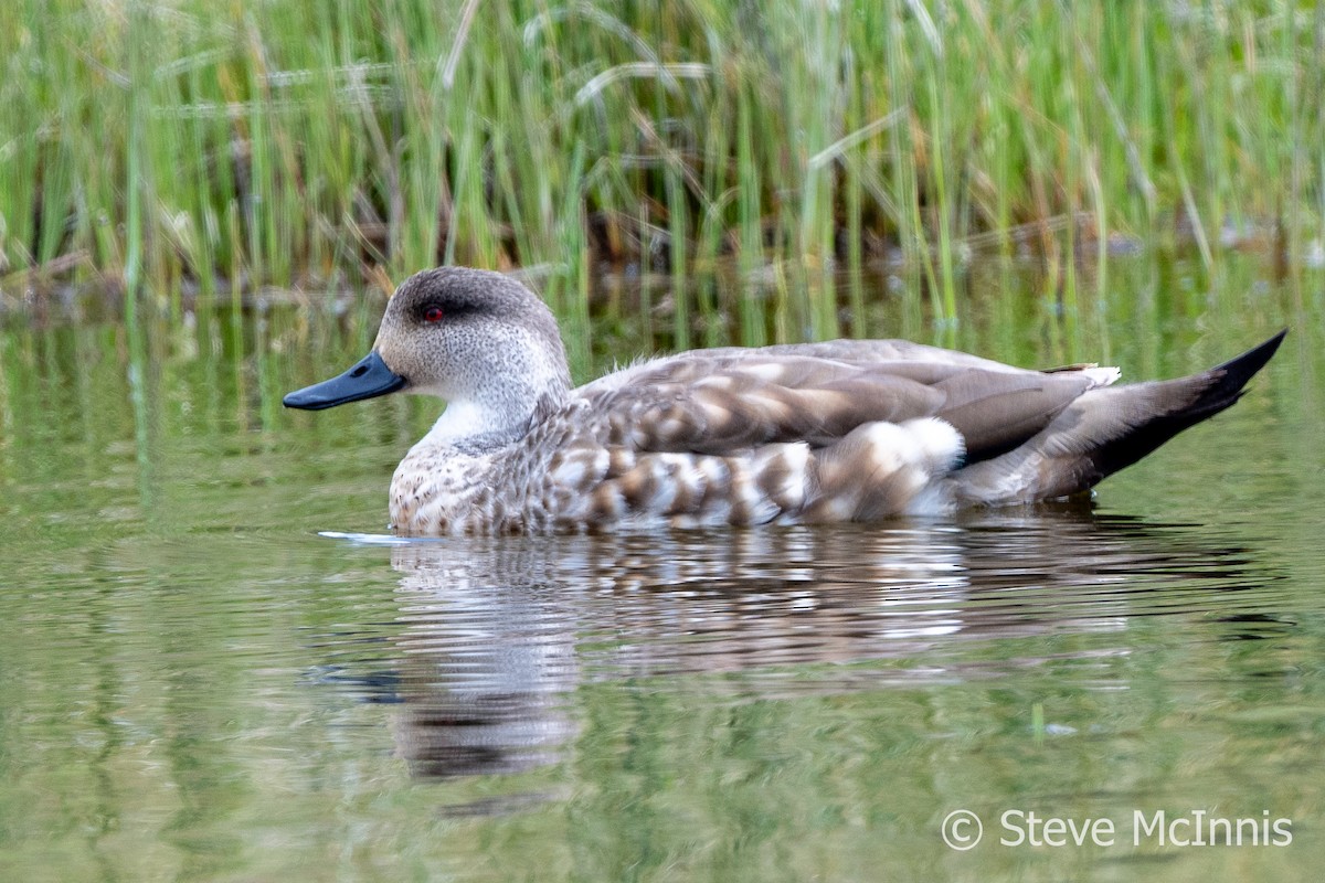 Crested Duck - ML612678290