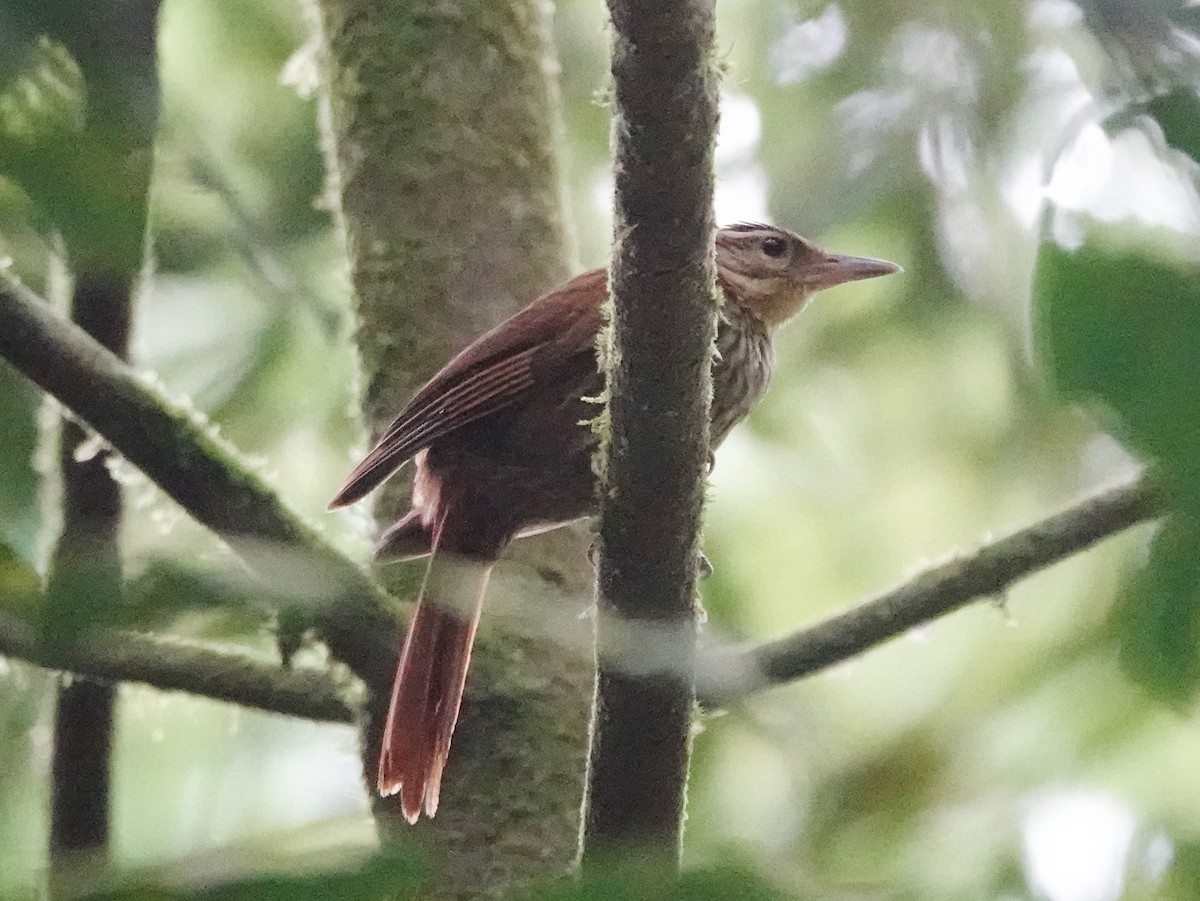 Pale-browed Treehunter (Pale-tailed) - ML612678330