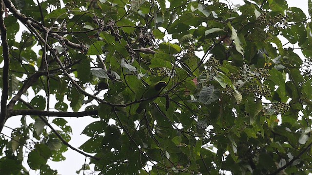 Sumatran Leafbird - ML612678467
