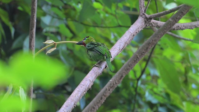 Red-throated Barbet - ML612678605