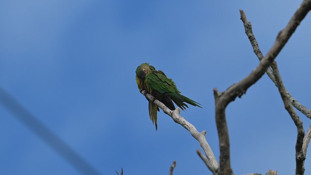 Brown-throated Parakeet - ML612679111