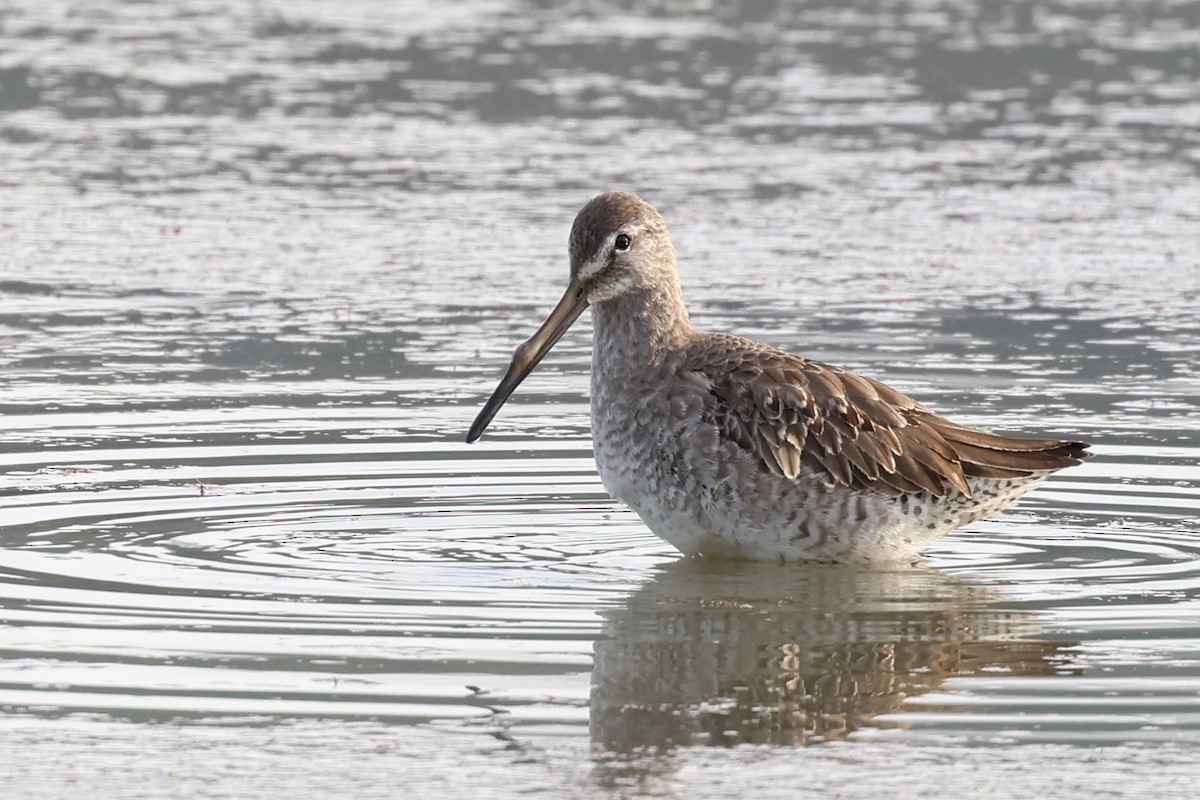 Long-billed Dowitcher - ML612679140
