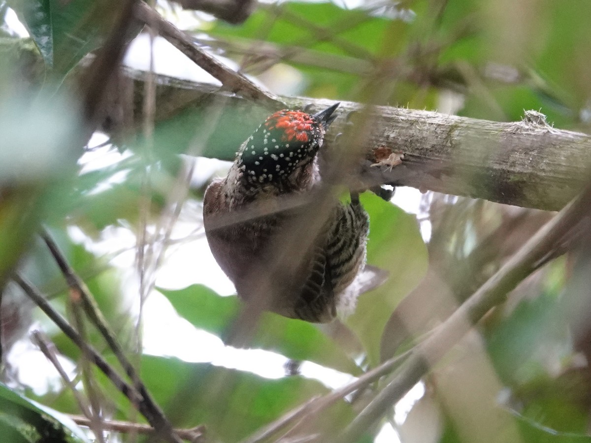 White-barred Piculet (White-barred) - ML612679150