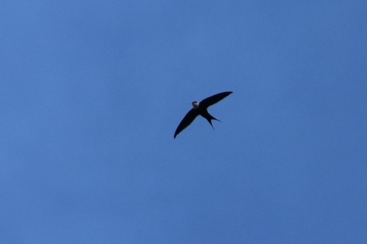 Great Swallow-tailed Swift - ML612679207