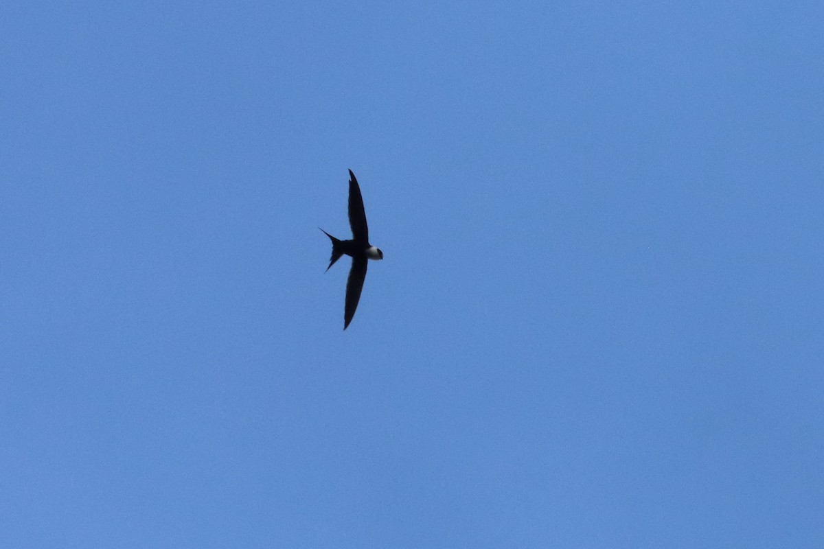 Great Swallow-tailed Swift - ML612679218