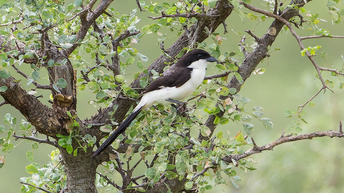 Long-tailed Fiscal - ML612679425