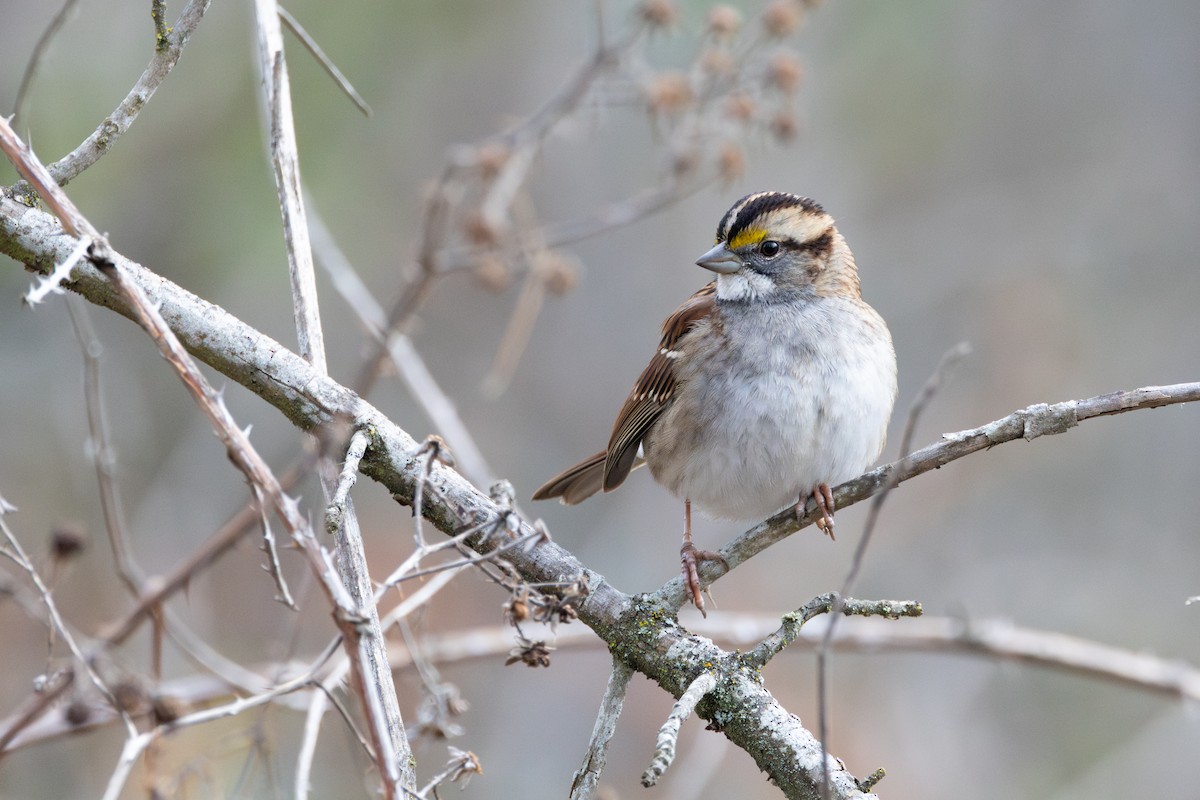 White-throated Sparrow - ML612679426