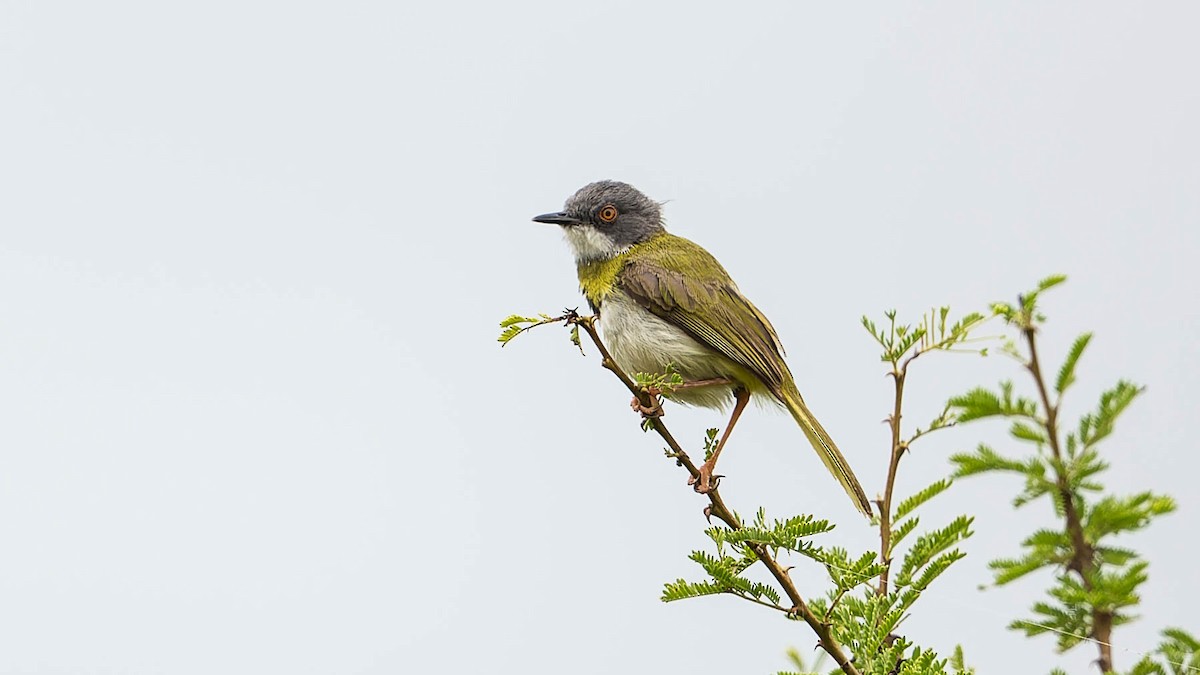 Yellow-breasted Apalis - ML612679478
