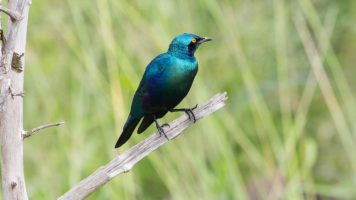 Greater Blue-eared Starling - ML612679491