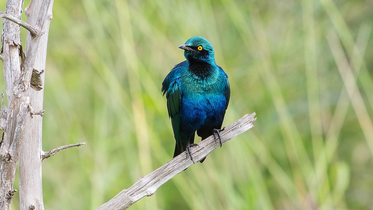 Greater Blue-eared Starling - ML612679492