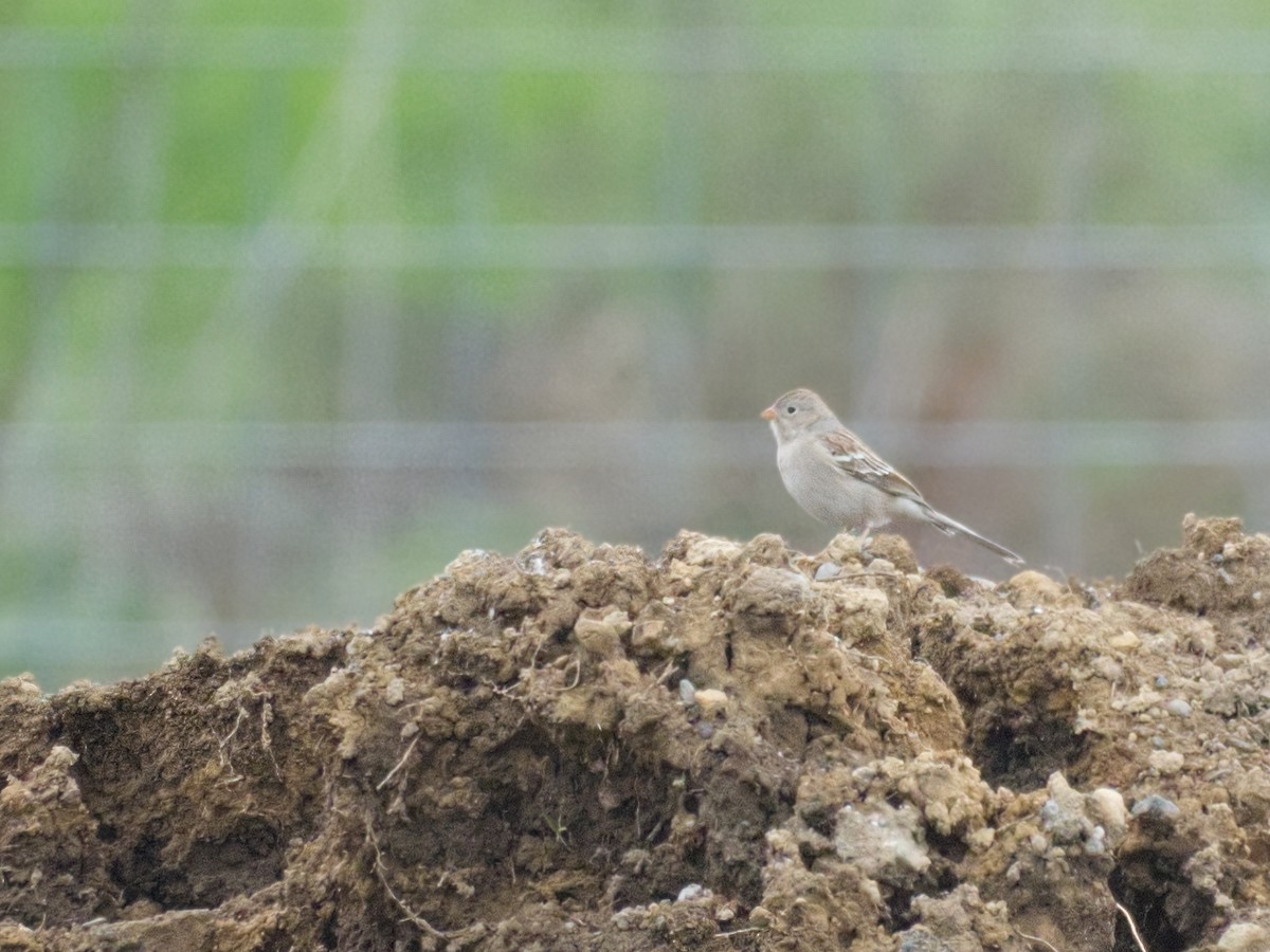Field Sparrow - ML612679835