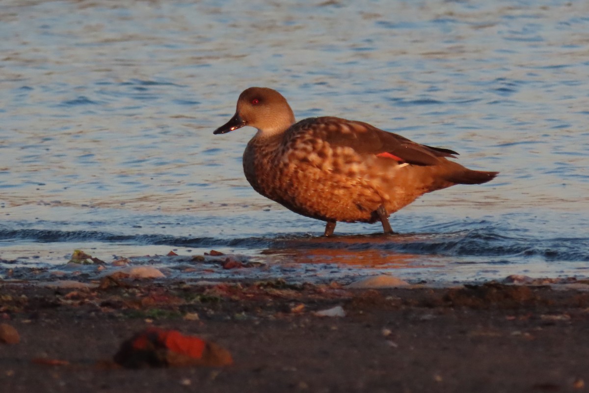 Crested Duck - ML612680396