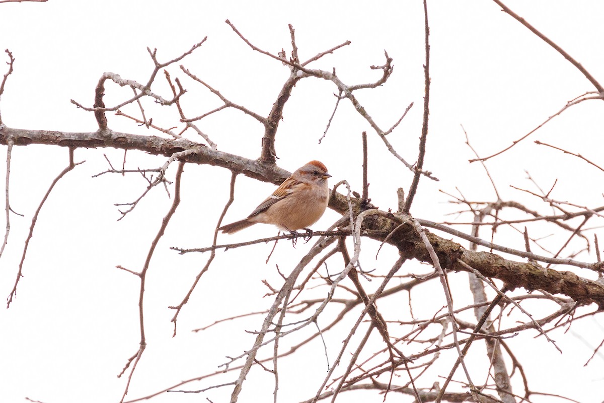 American Tree Sparrow - ML612680531
