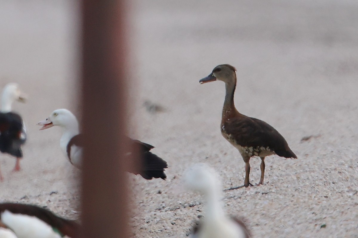 Spotted Whistling-Duck - ML612680548
