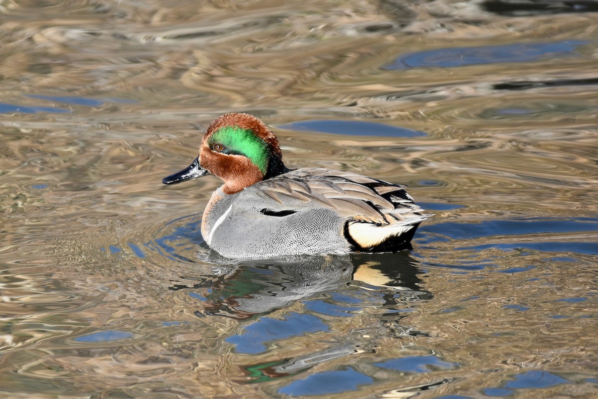 Green-winged Teal - ML612680643