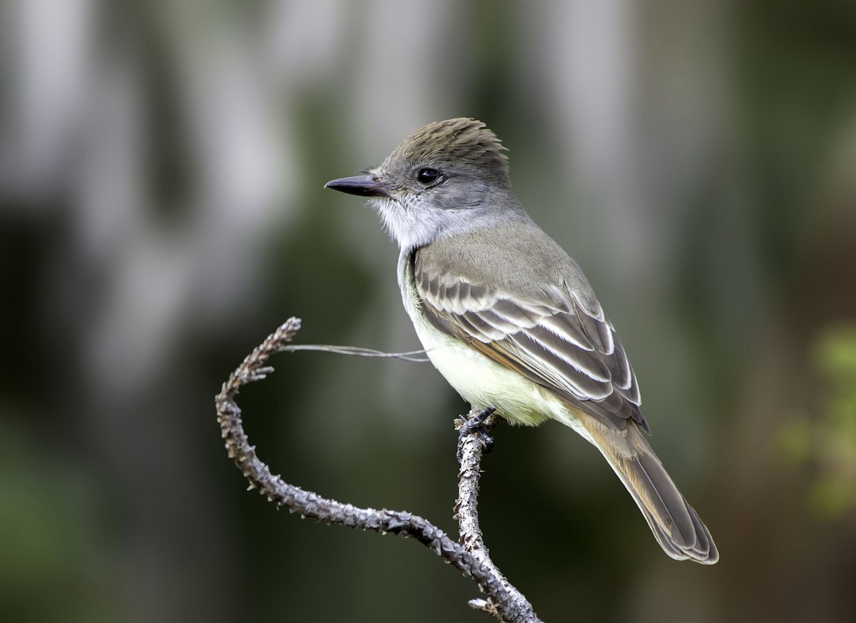 Ash-throated Flycatcher - Denny Swaby