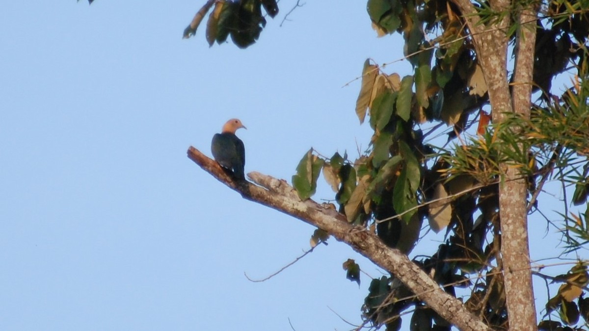 Green Imperial-Pigeon - ML612680793