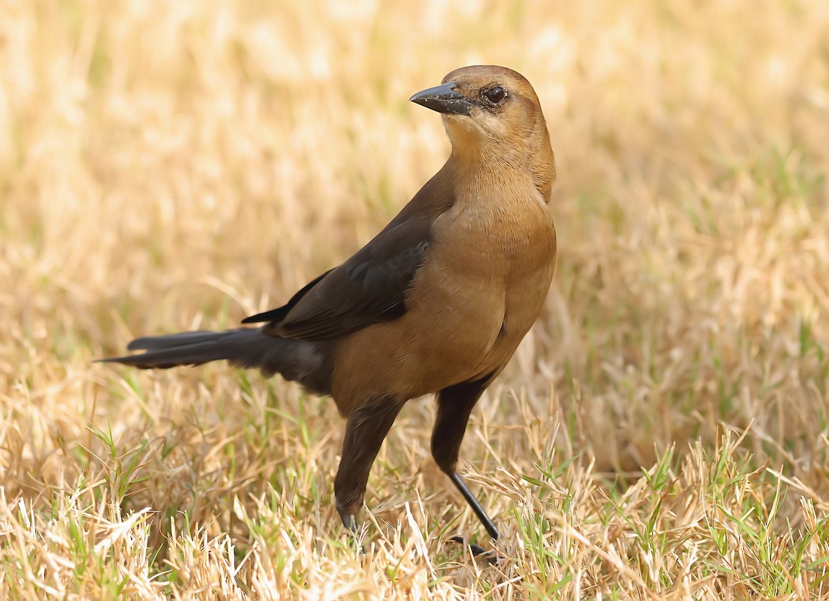 Boat-tailed Grackle - ML612680972