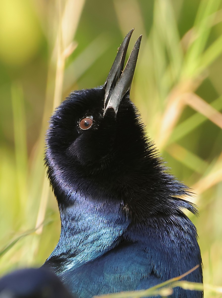 Boat-tailed Grackle - ML612680973