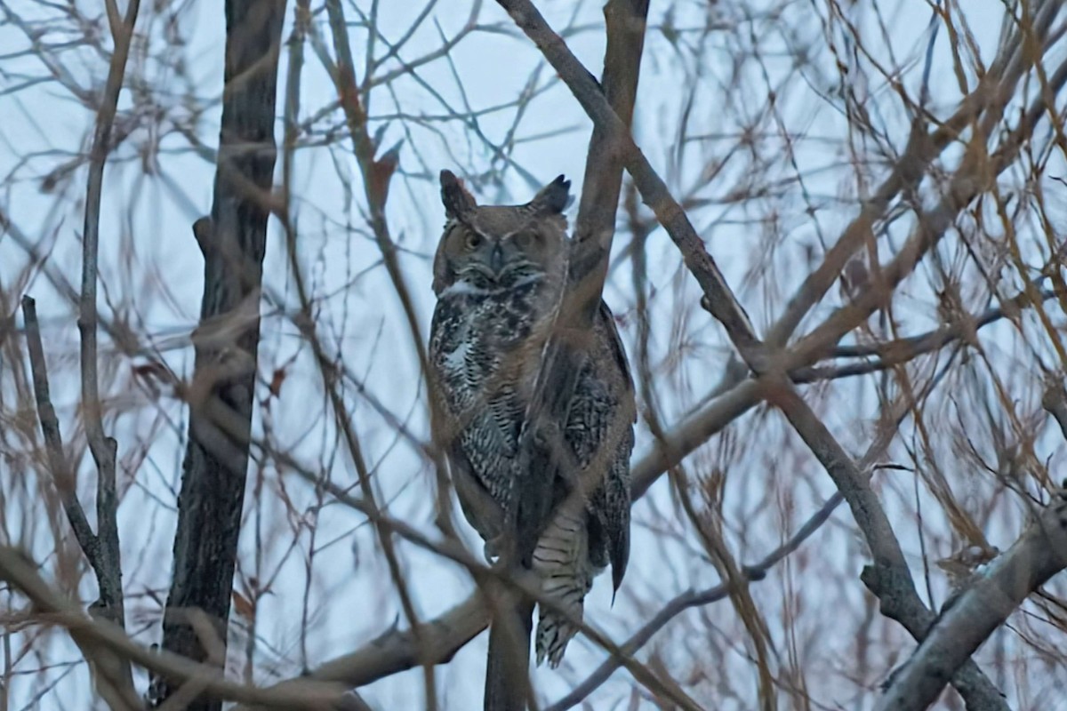 Great Horned Owl - ML612681093