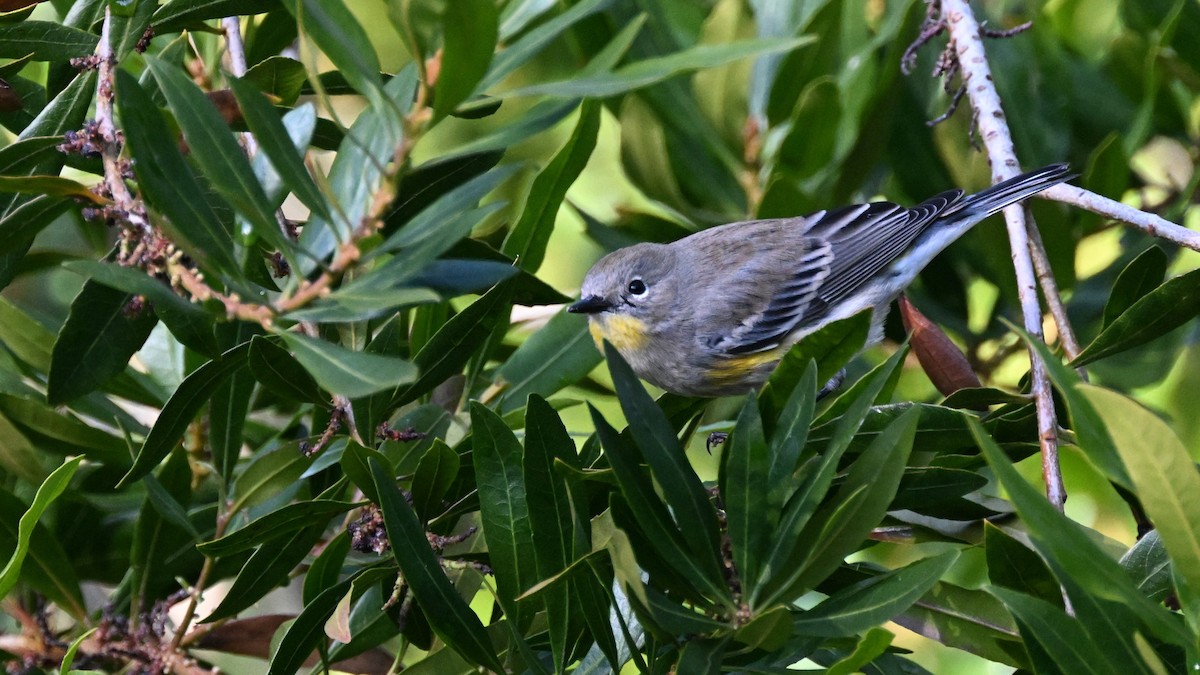 Yellow-rumped Warbler (Audubon's) - ML612681103