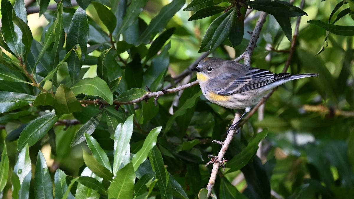 Yellow-rumped Warbler (Audubon's) - ML612681105