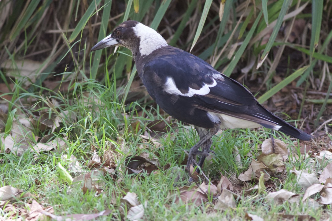 Australian Magpie (Black-backed) - ML612681109