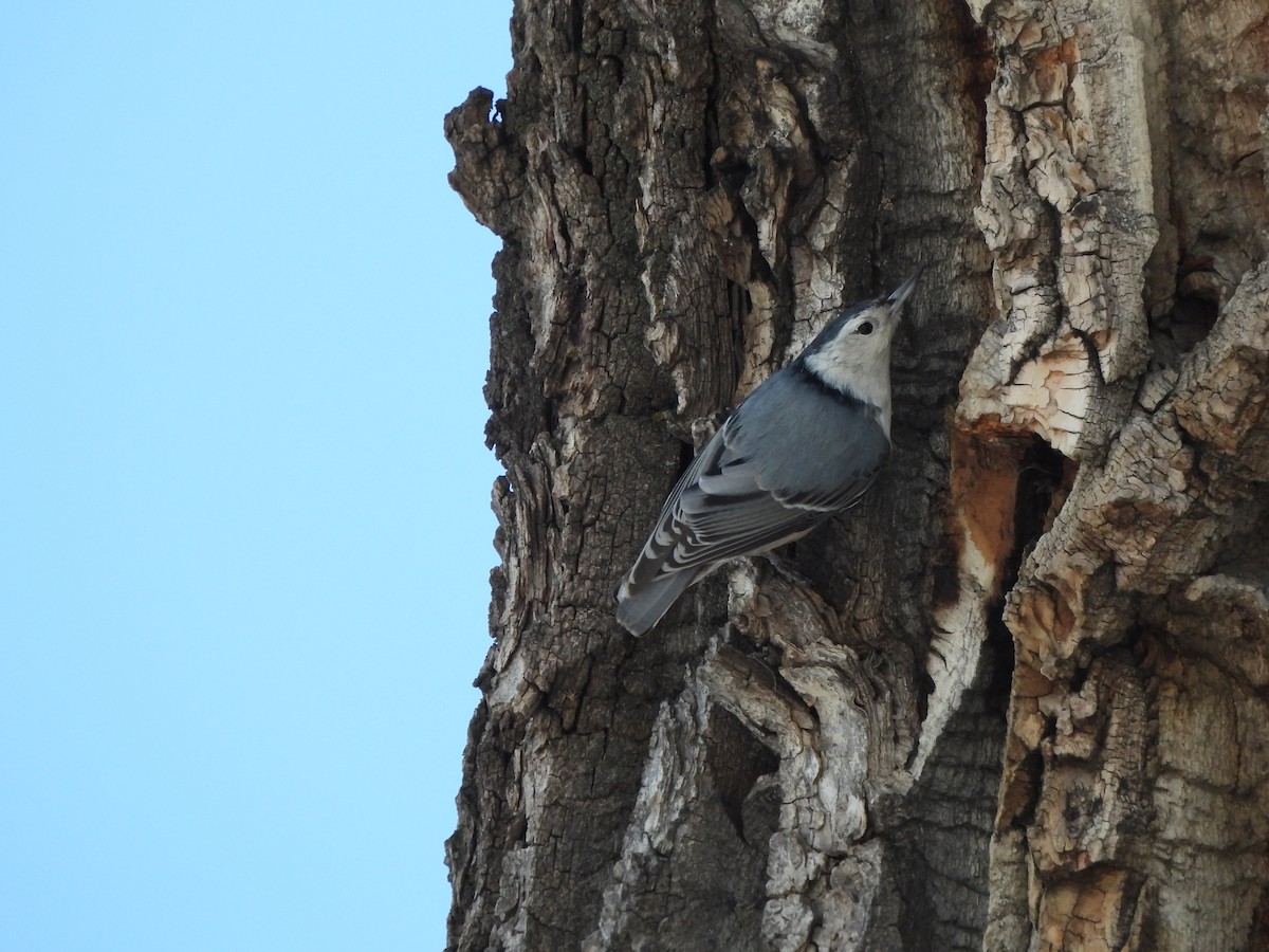 White-breasted Nuthatch - ML612681131