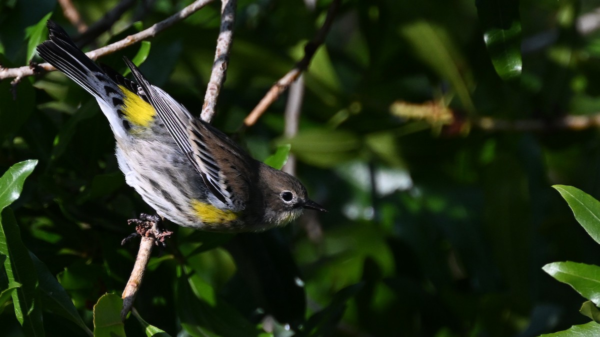 Yellow-rumped Warbler (Myrtle x Audubon's) - ML612681202