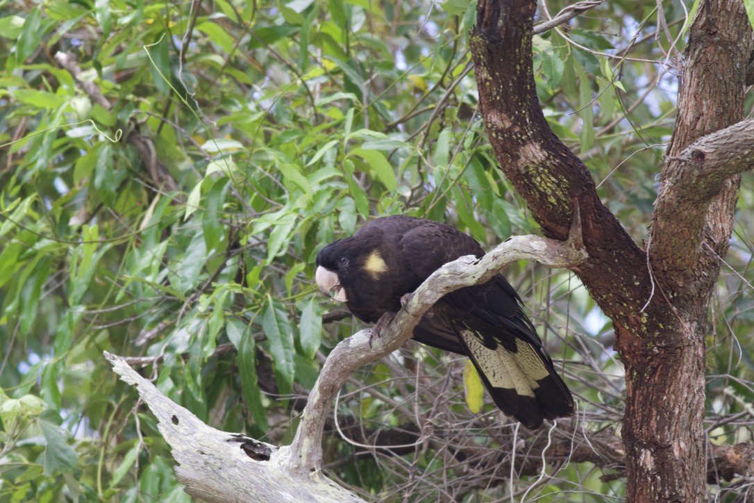 Yellow-tailed Black-Cockatoo - ML612681247