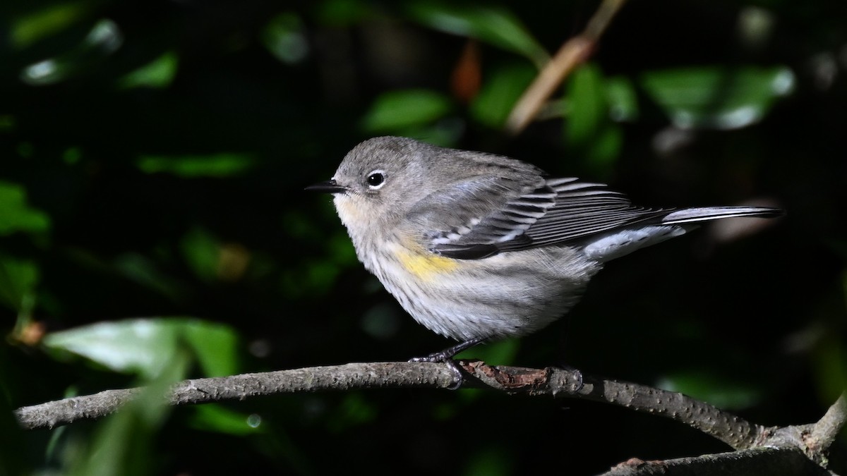 Yellow-rumped Warbler (Audubon's) - Ryan Merrill