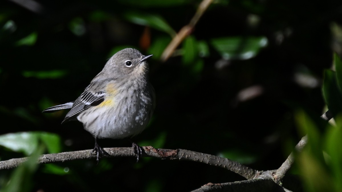 Yellow-rumped Warbler (Audubon's) - ML612681411