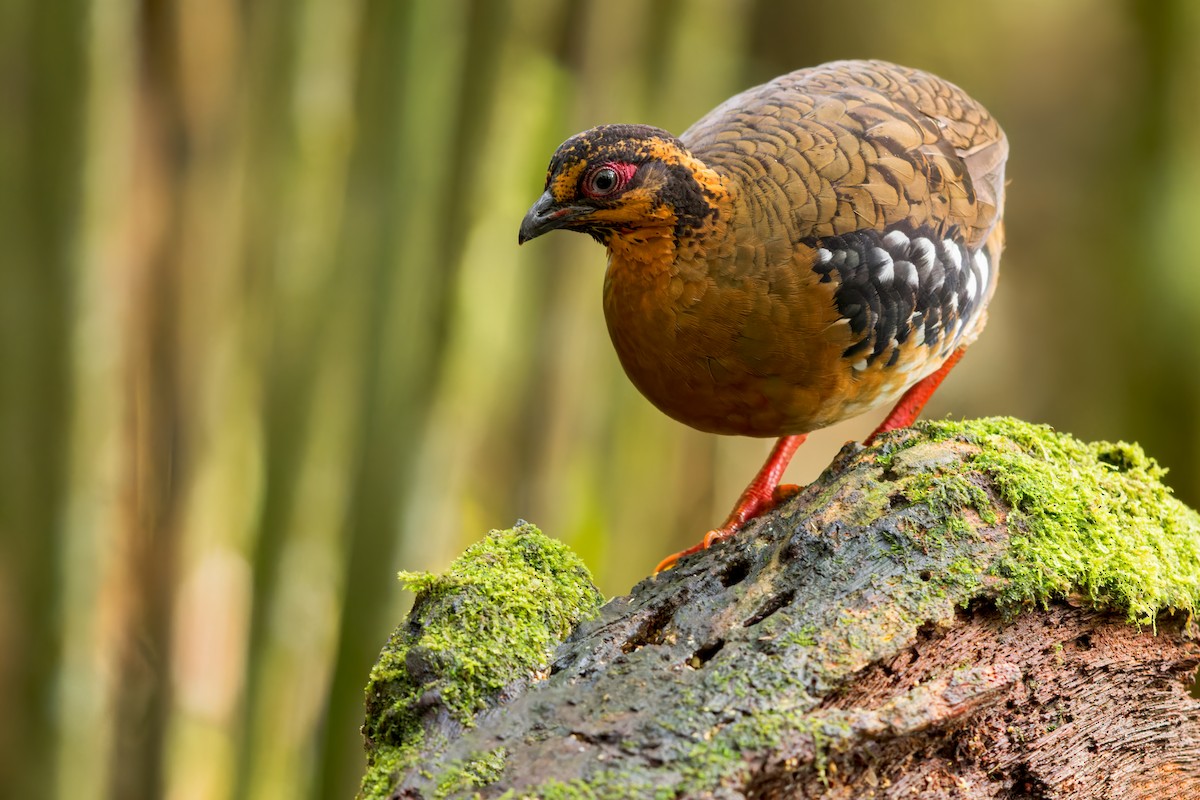 Red-breasted Partridge - ML612681510