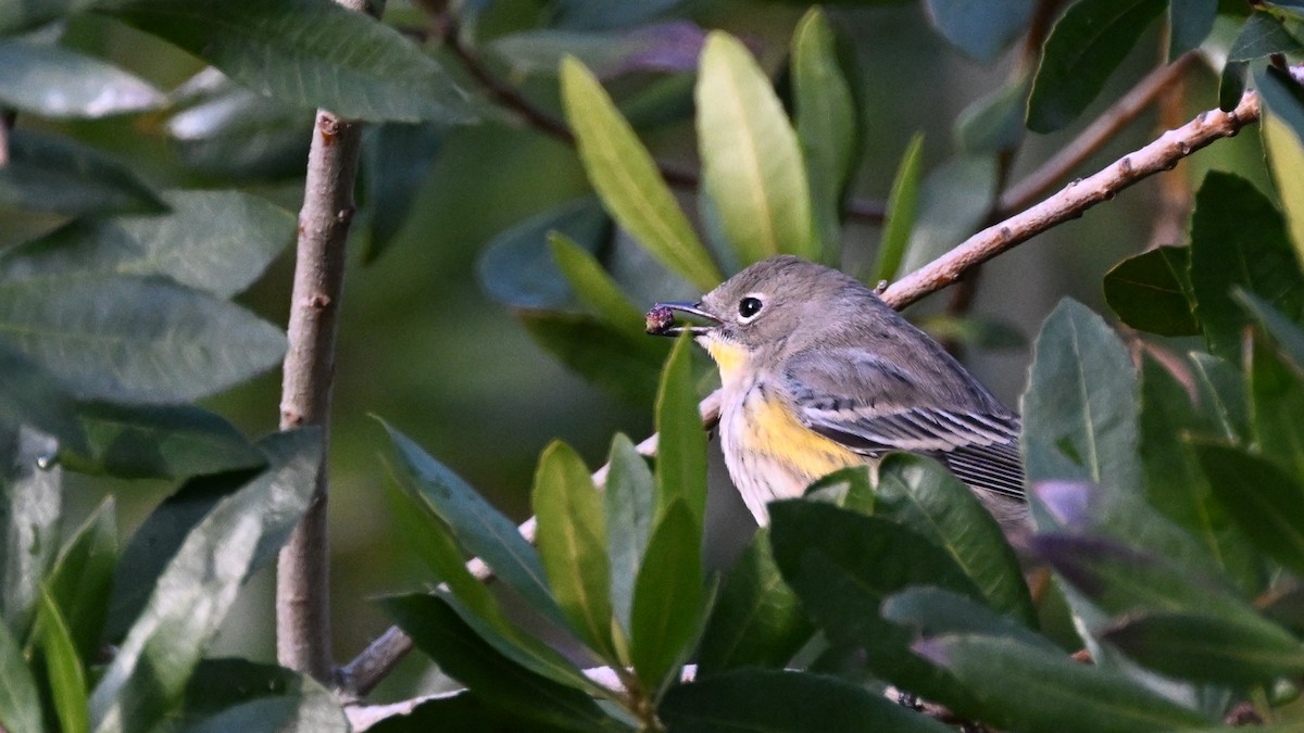 Yellow-rumped Warbler (Audubon's) - ML612681516