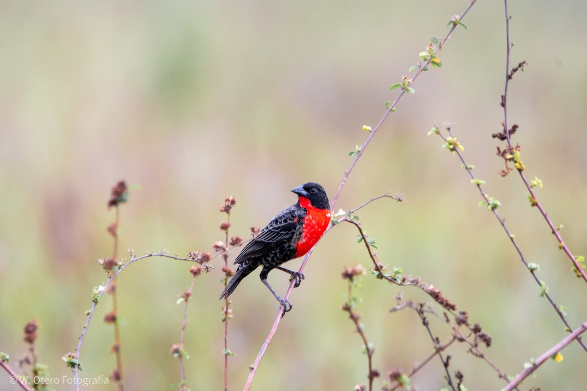 Red-breasted Meadowlark - ML612681545