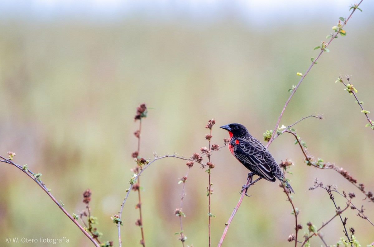 Red-breasted Meadowlark - Wilmer  Otero Rosales