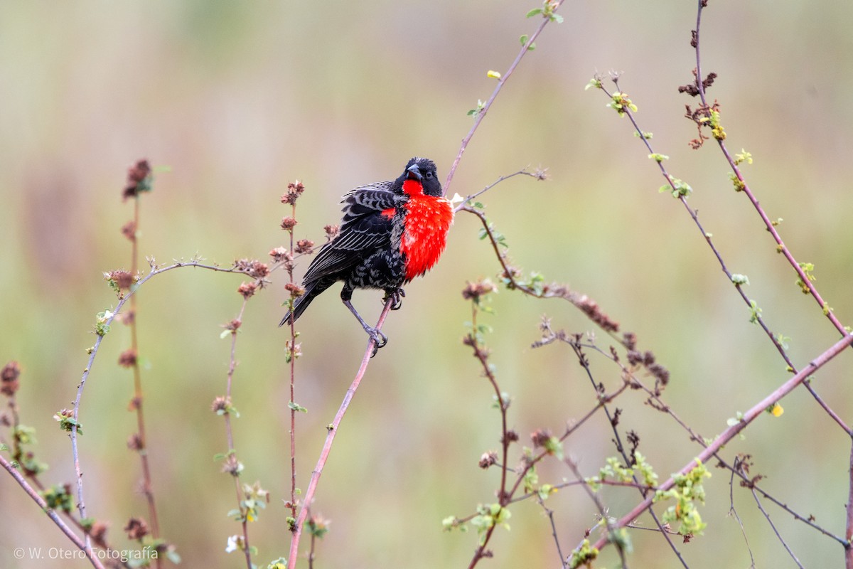 Red-breasted Meadowlark - ML612681547