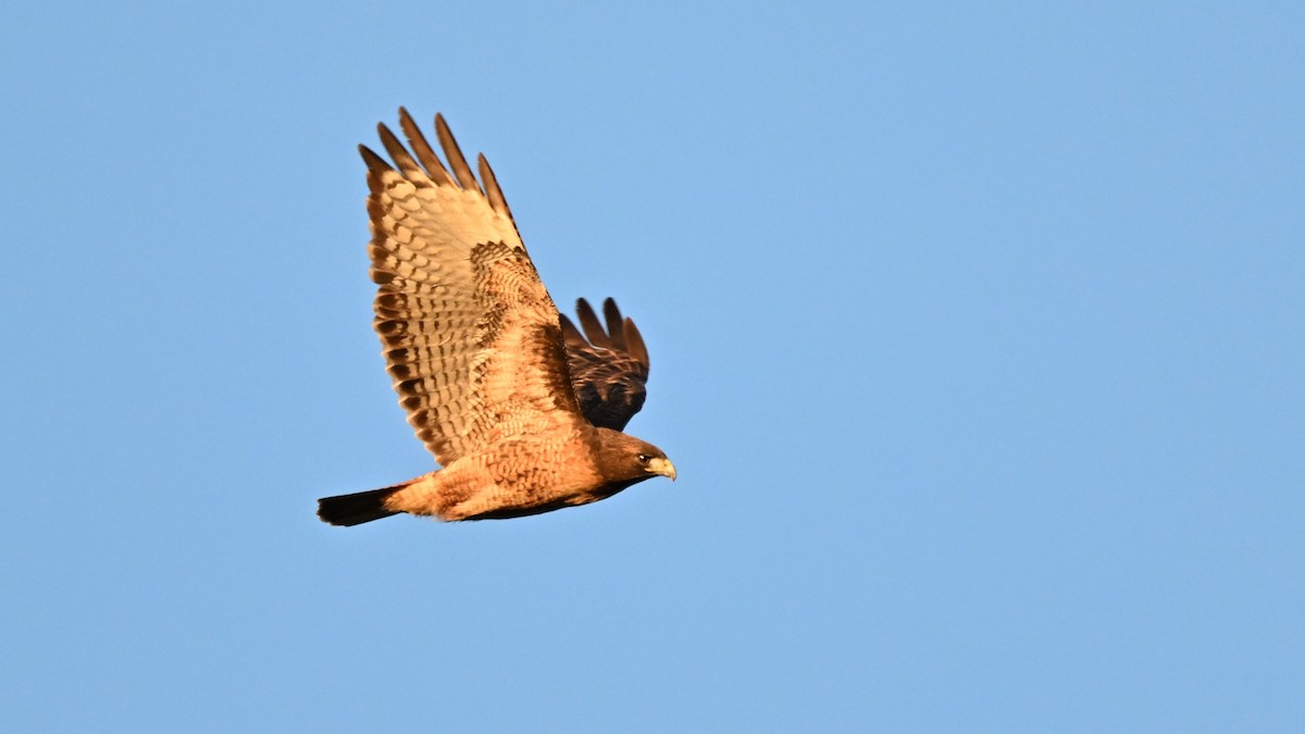 Red-tailed Hawk (calurus/alascensis) - ML612681636